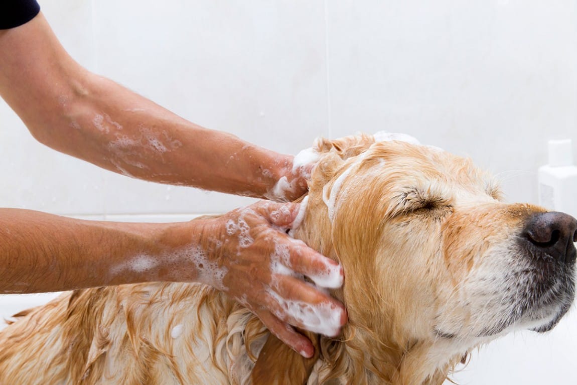 Dog Rehabilitation Hobart