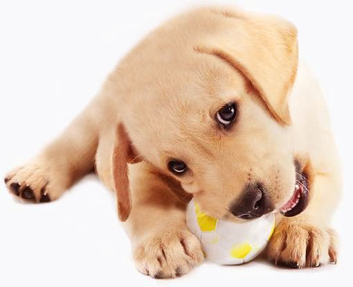 Puppy School Sydney