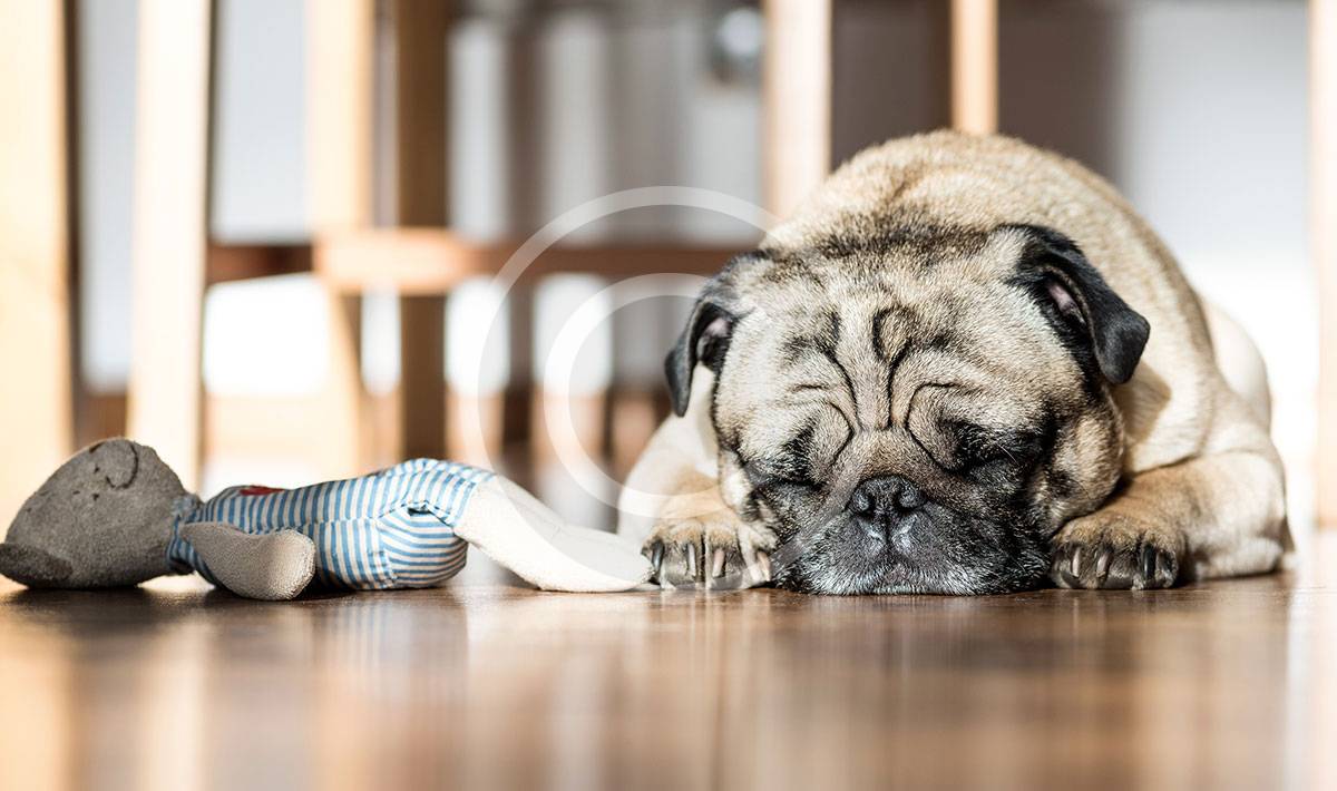 Dog Rehabilitation Hobart