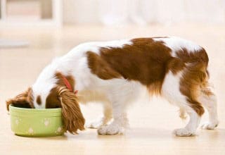 Dog Teeth and Natural Diet