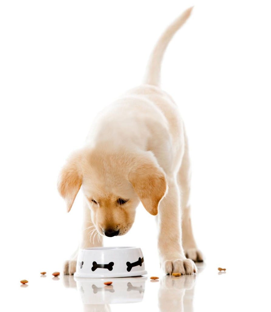 Dog Training Sydney