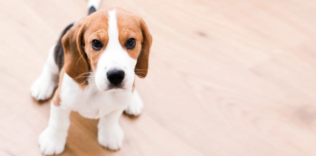 Puppy School Sydney