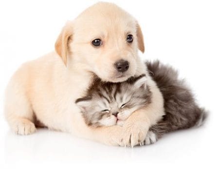 Dog Training Hobart