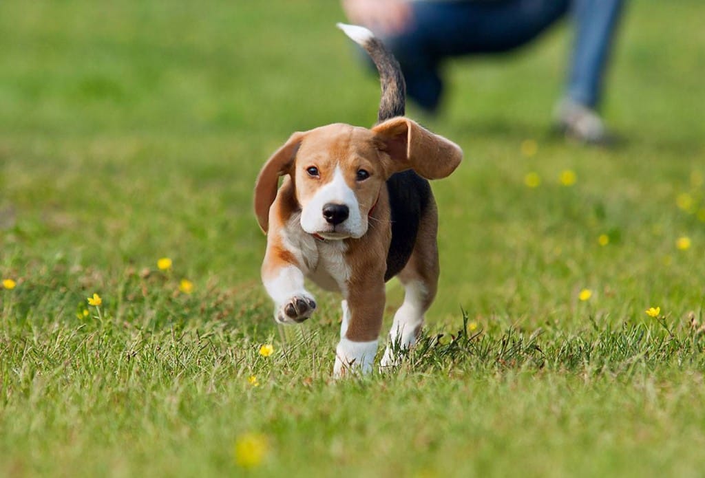 Puppy Class Sydney