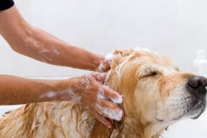 Dog Behaviour Training Sydney