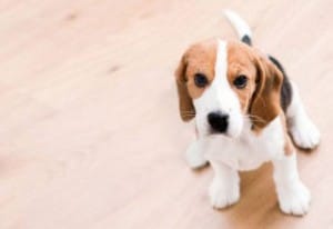 Puppy Class
