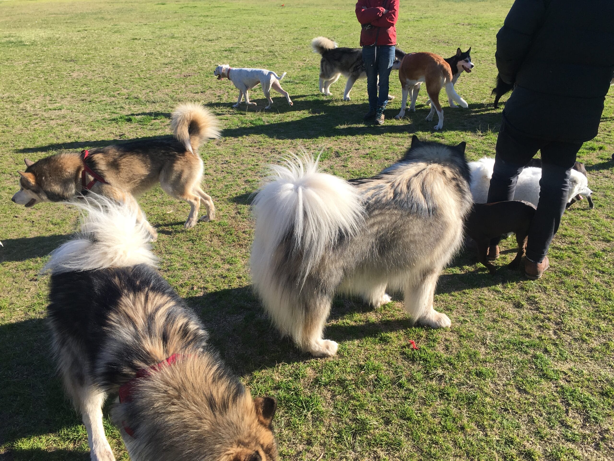 Dog Psychology Sydney