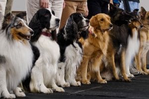 Dog Obedience Training Group