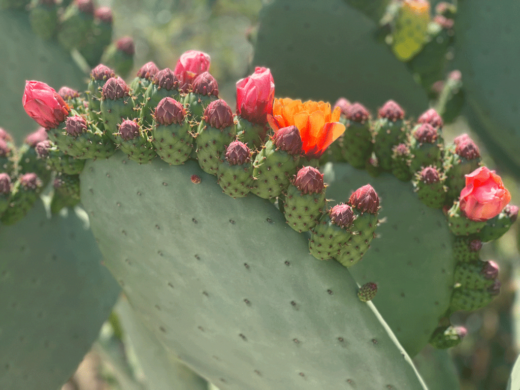 prickly pear cactus in bloom