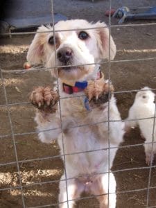 5 Reasons Why Dogs are Abandoned