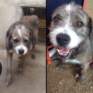 5 Reasons Why Dogs are Abandoned