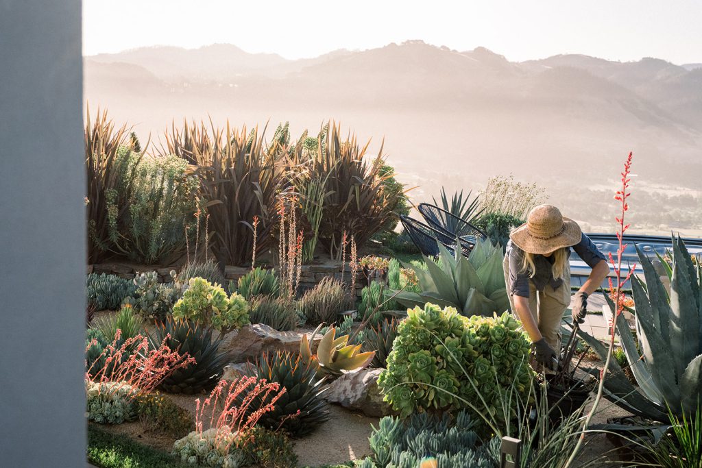 Lisa Mattson gardening in a succulent garden Sonoma County