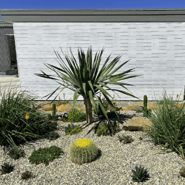 succulent garden front yard with modern home