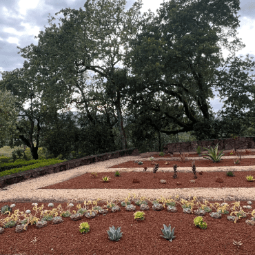 After installation photo of English garden beds converted to a succulent garden