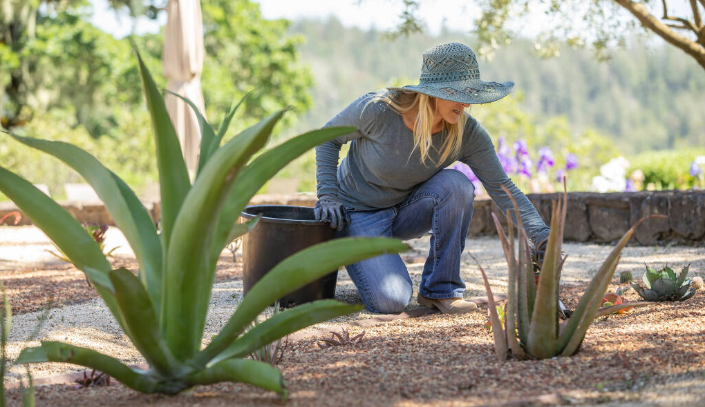 Lisa Mattson in a succulent garden design