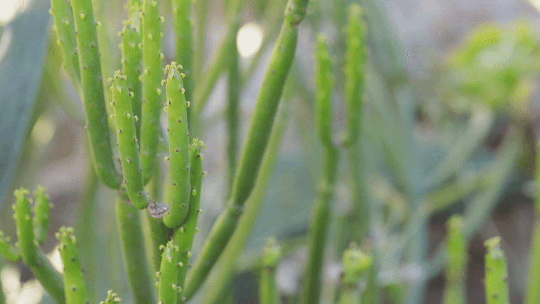 Frost Protection for Succulents in Sonoma County