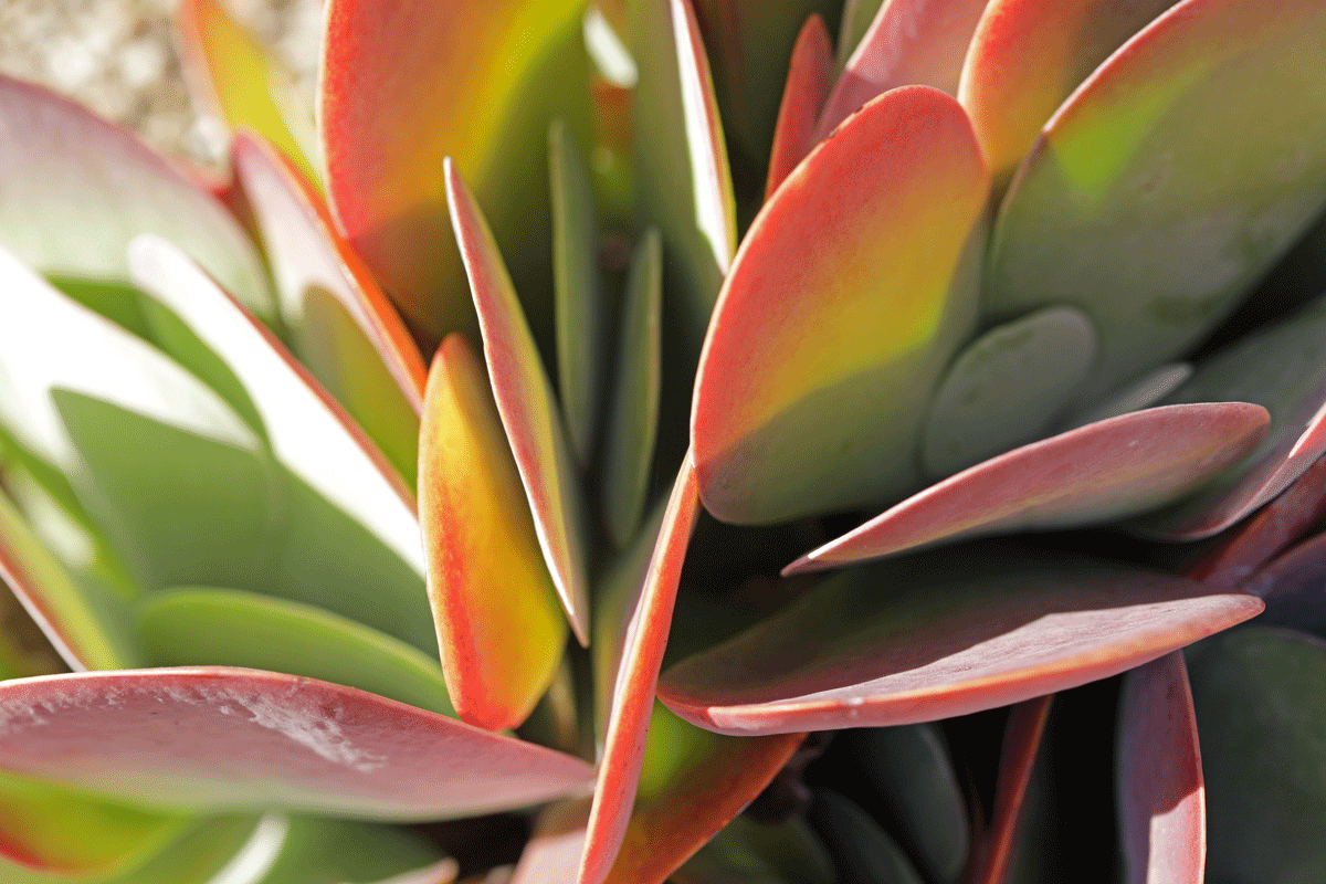 kalanchoe flapjacks succulent closeup