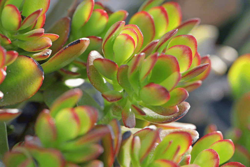 close up of jade plant succulent