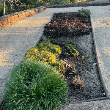 overgrown garden bed before conversion to succulent garden