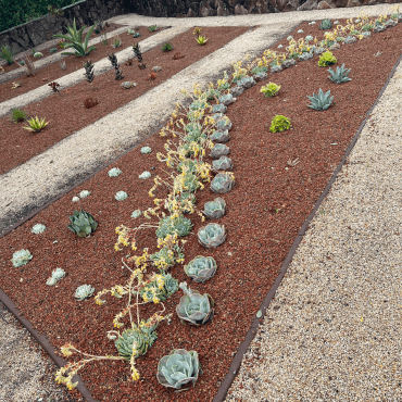 English garden beds converted to architectural succulent garden designs