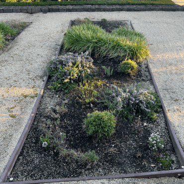 overgrown planting bed before redesign to succulent garden