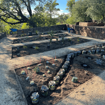 During landscape design installation, English garden converted to a succulent garden