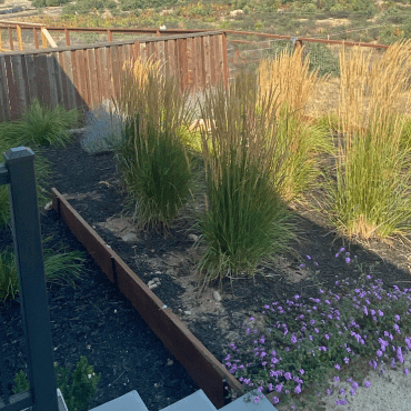 garden with grasses before Sonoma Succulents garden design