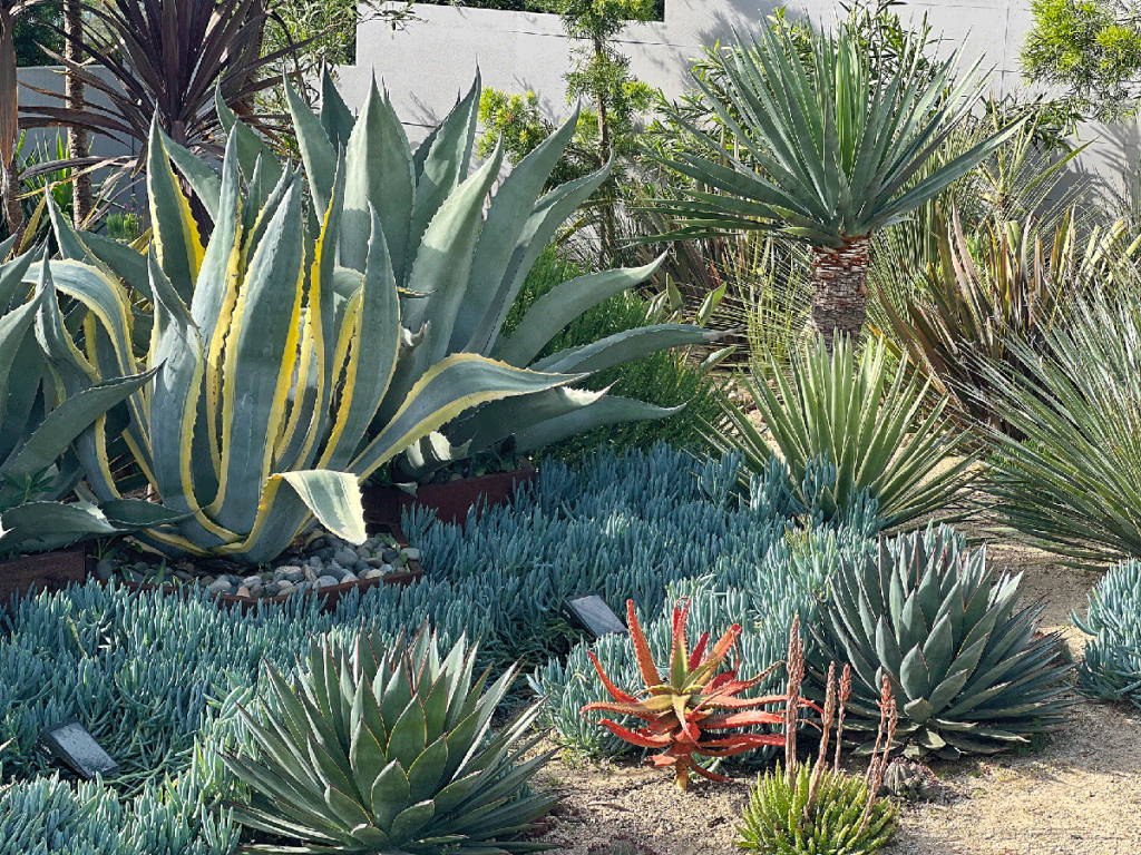 Colorful succulent garden design in Sonoma County