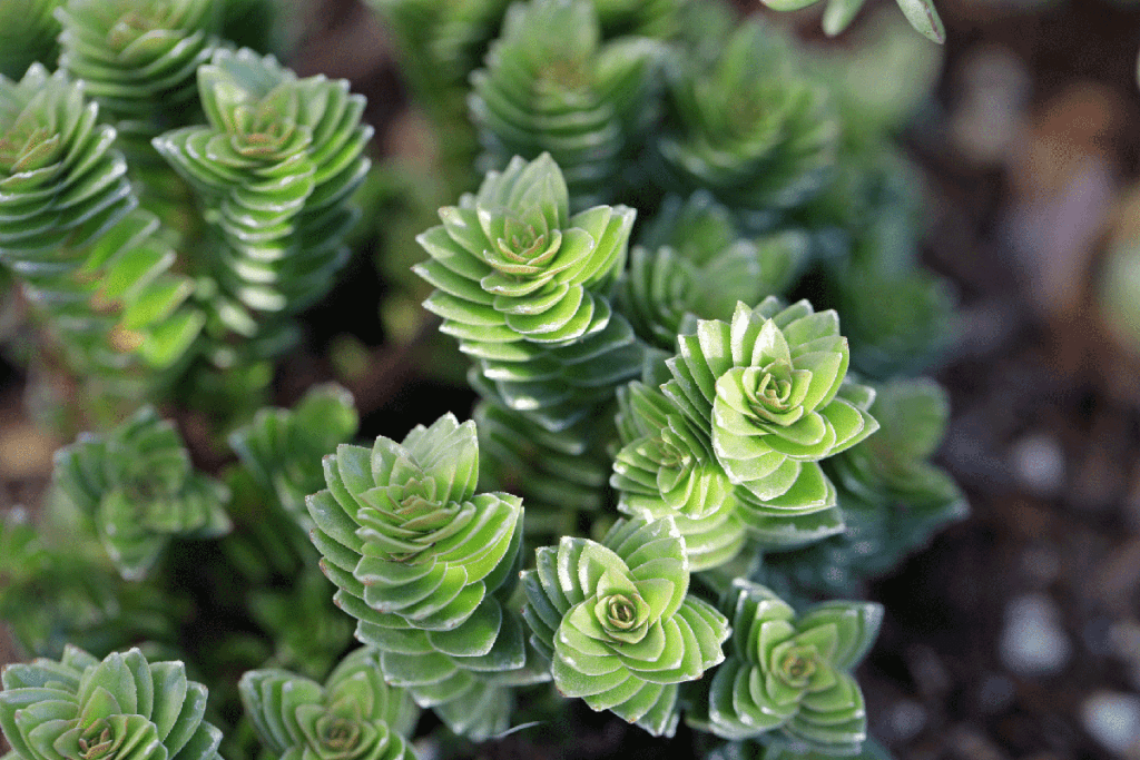 sedum ground cover succulent