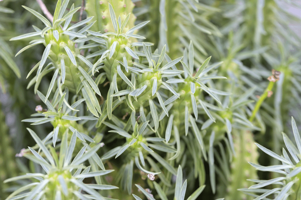 euphorbia chulas succulent closeup