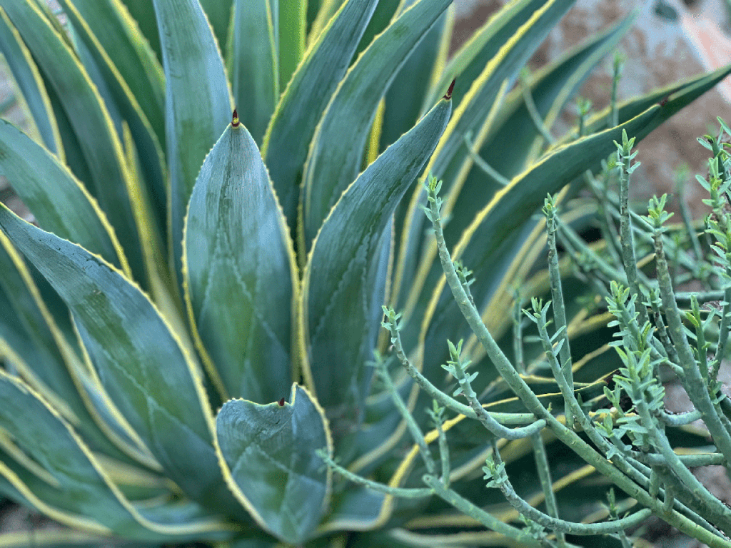 smooth agave varigated and milkbush