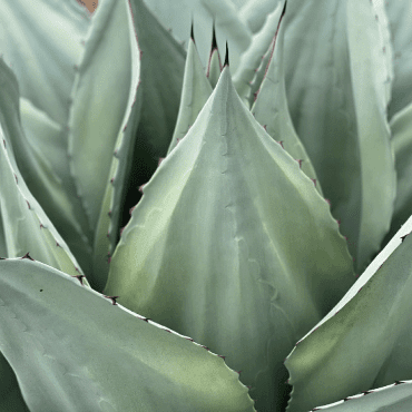 agave vanzie leaves closeup