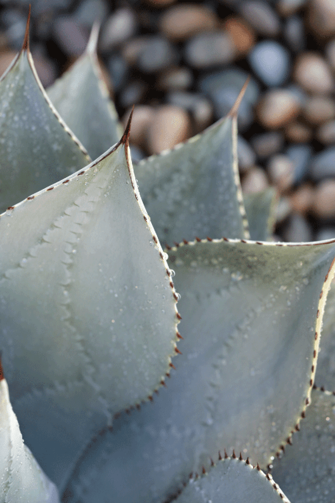 dragon toe agave upclose