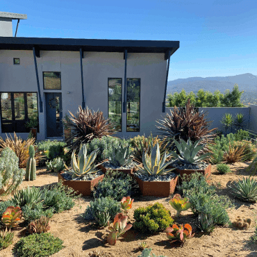 front garden designed with succulents, drought tolerant garden ideas