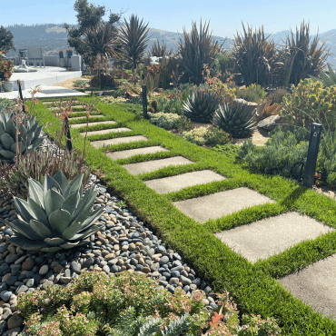 grass pathway in a succulent garden