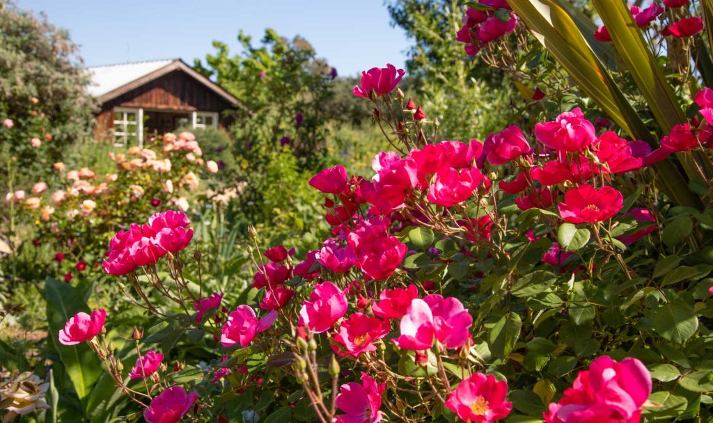 DaVero Farms winery garden rose bushes