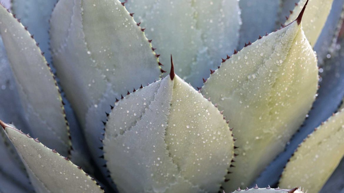 How to Water Succulents