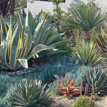 large agaves in planters in a Sonoma County succulent garden design by Sonoma Succulents