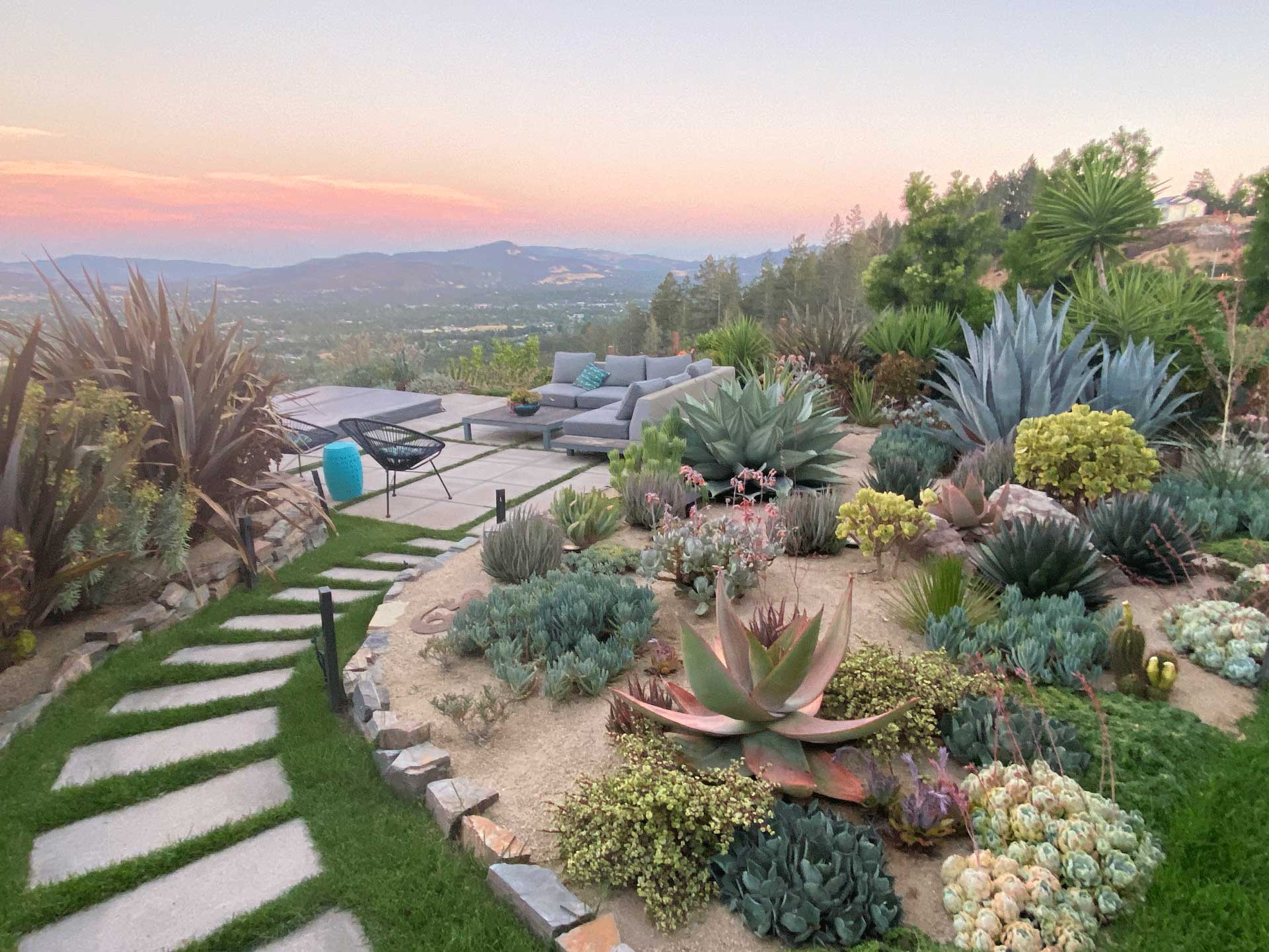 colorful succulent garden design in Sonoma County at sunset, planted on a hillside