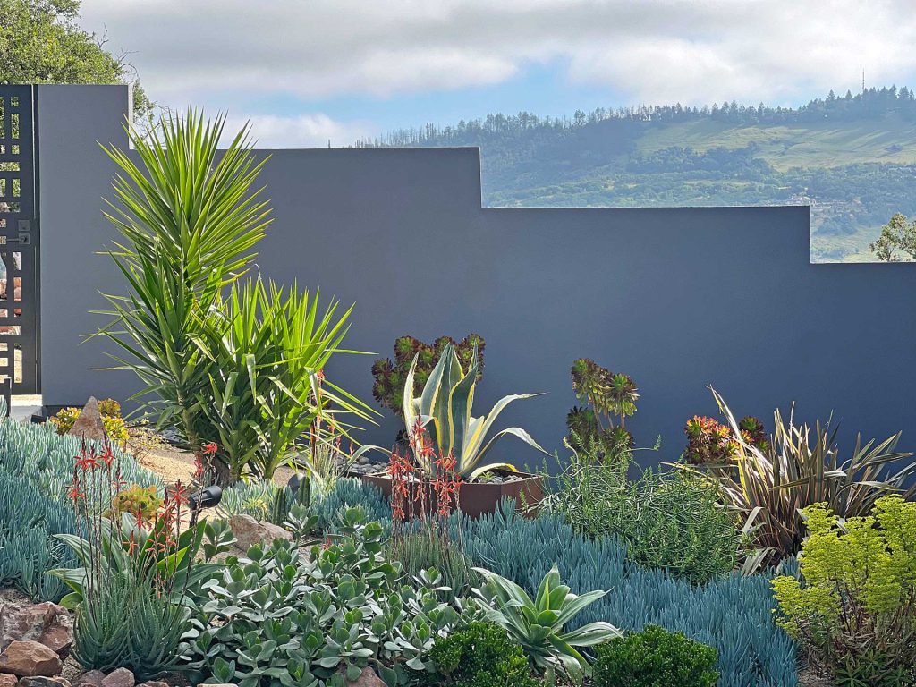 succulent garden in shade with stucco wall and a focal metal planter with agave and yucca in the middle