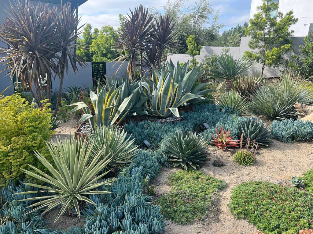 a front yard filled with colorful succulents by Sonoma Succulents garden design