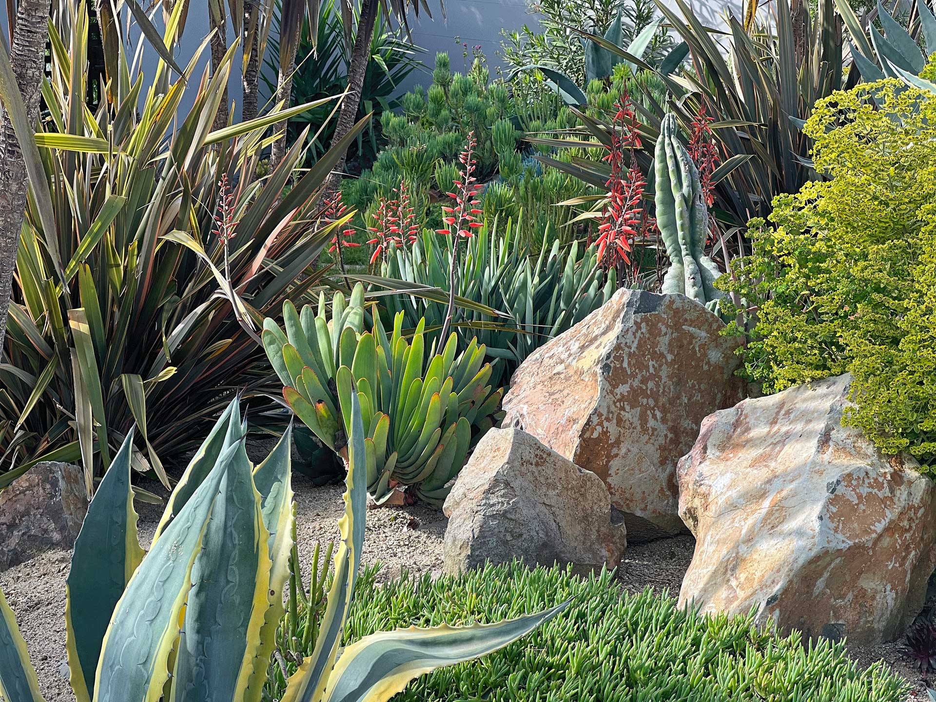 succulent garden with boulders, fan aloe, agave and phormium