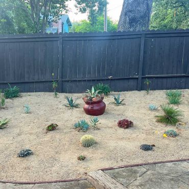 Young succulent garden next to a brown fence filled with agaves, aloe, chalksticks and cotyledon.