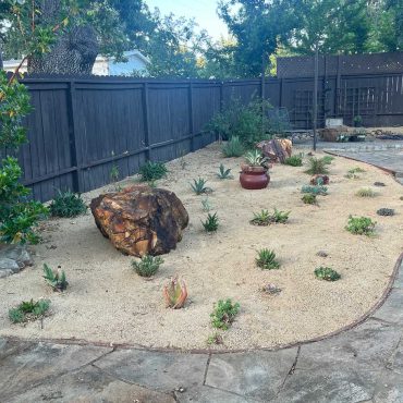 Young succulent garden with decomposed granite and flagstone walkway