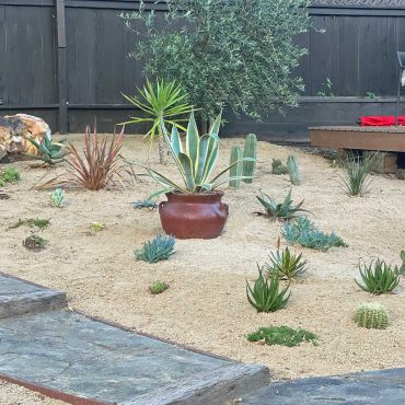 Young succulent garden with pots and rocks on slope