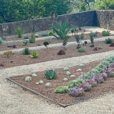 four beds in a drought tolerant garden design filled with different aloes, echeveria, agave, jade plants, cotyledon, aeonium and cacti.