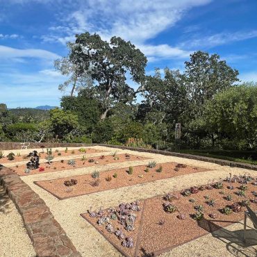 four beds of succulents in a drought tolerant garden design in Sonoma County