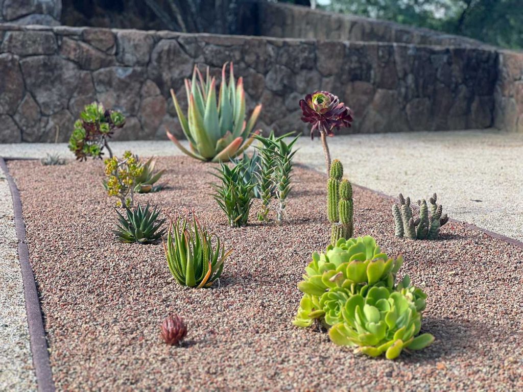 succulent garden planting bed in full sun with aloes, cacti, agaves and aeonium