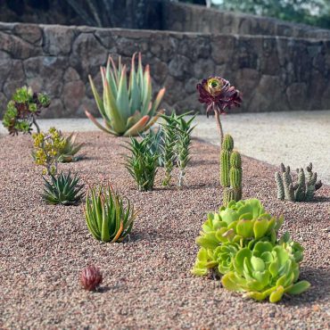 succulent garden planting bed in full sun with aloes, cacti, agaves and aeonium