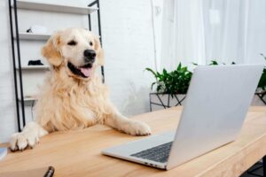 Remote Dog Training Assistance